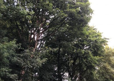 01082019 Large sycamore tree removal Prestwich Manchester 1