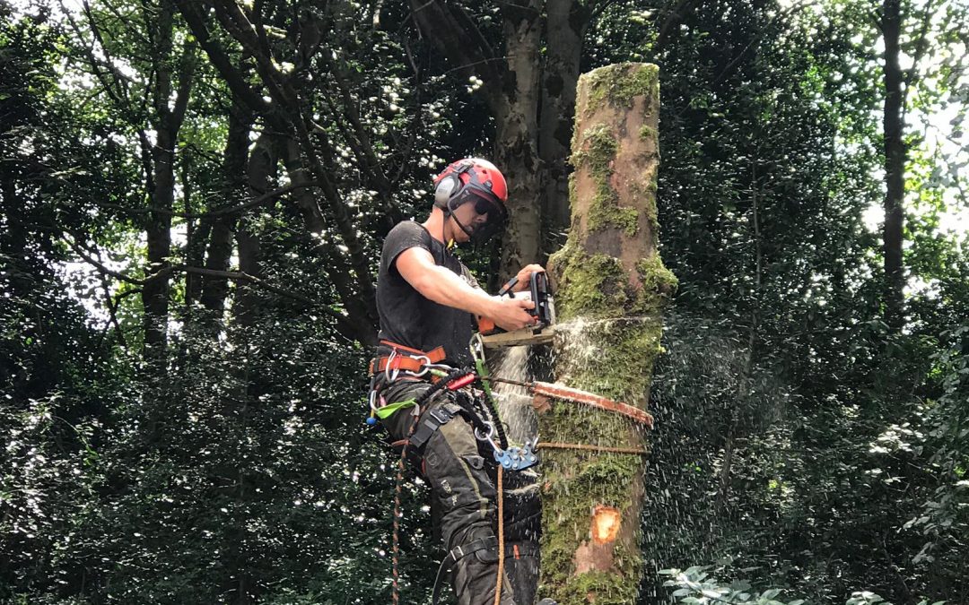 Large sycamore tree removal Prestwich, Manchester – 01.08.2019.