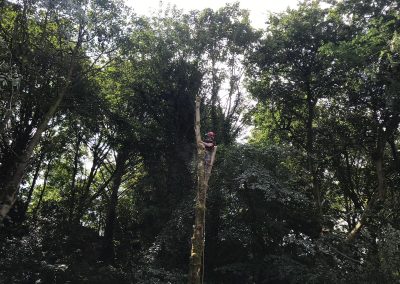 01082019 Large sycamore tree removal Prestwich Manchester 11