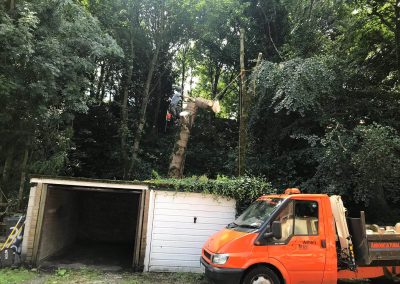 01082019 Large sycamore tree removal Prestwich Manchester 12