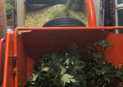 01082019 Large sycamore tree removal Prestwich Manchester 13