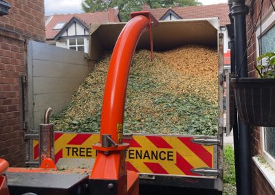 01082019 Large sycamore tree removal Prestwich Manchester 15