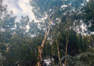 01082019 Large sycamore tree removal Prestwich Manchester 2