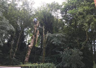 01082019 Large sycamore tree removal Prestwich Manchester 3