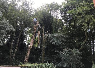 01082019 Large sycamore tree removal Prestwich Manchester 4