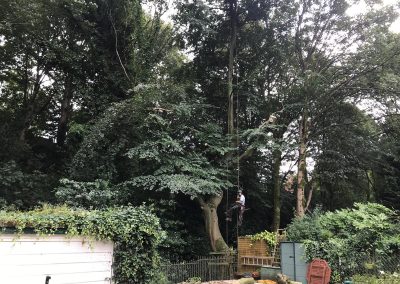 01082019 Large sycamore tree removal Prestwich Manchester 6