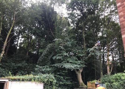 01082019 Large sycamore tree removal Prestwich Manchester 7