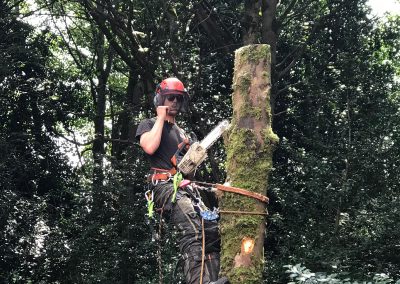 01082019 Large sycamore tree removal Prestwich Manchester 9