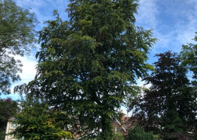 21082019 large beech tree crown reduction birkenhead cheshire 1
