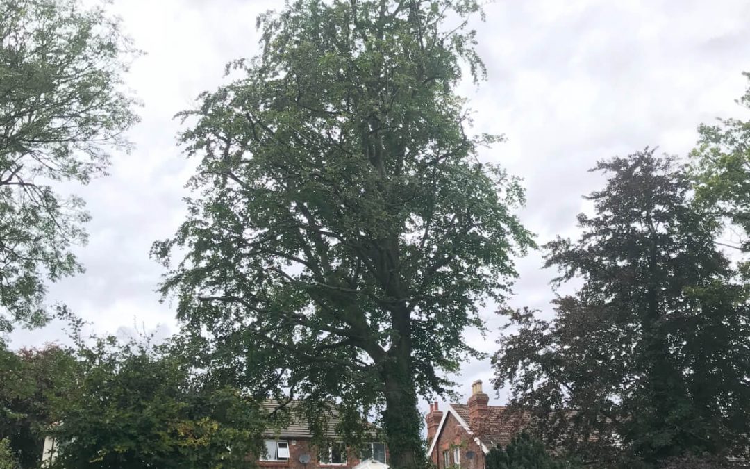 Large beech tree crown reduction Birkenhead, Cheshire – 21.08.2019.