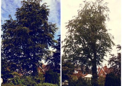 21082019 large beech tree crown reduction birkenhead cheshire 3