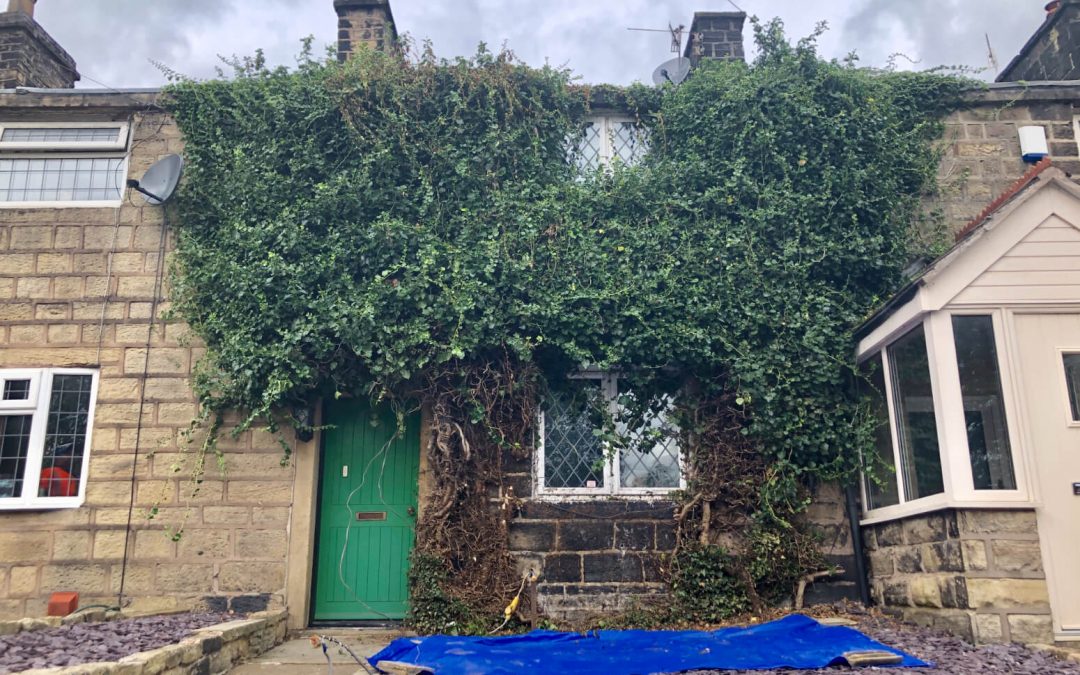 Ivy removal Ramsbottom, Manchester – 30.08.2019.