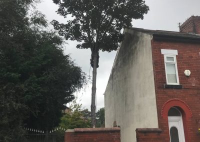 03092019 medium size sycamore tree removal Salford Eccles 1