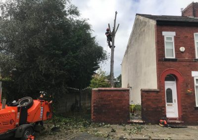 03092019 medium size sycamore tree removal Salford Eccles 2