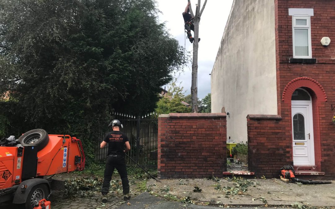 Medium size sycamore tree removal Eccles Salford – 03.09.2019.