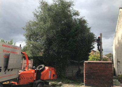 03092019 medium size sycamore tree removal Salford Eccles 4