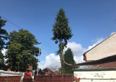 04092019 complete conifer removal chorlton manchester 10