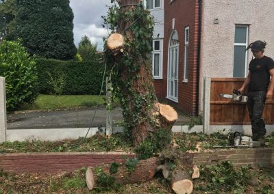 04092019 complete conifer removal chorlton manchester 11