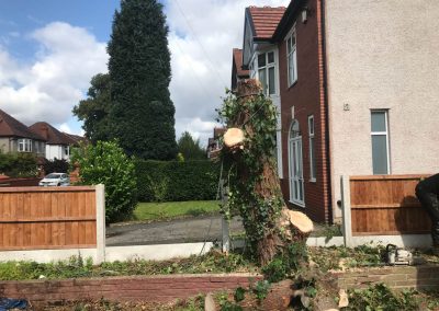 04092019 complete conifer removal chorlton manchester 12