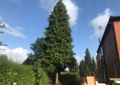04092019 complete conifer removal chorlton manchester 3