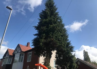 04092019 complete conifer removal chorlton manchester 4