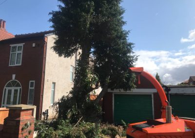 04092019 complete conifer removal chorlton manchester 5