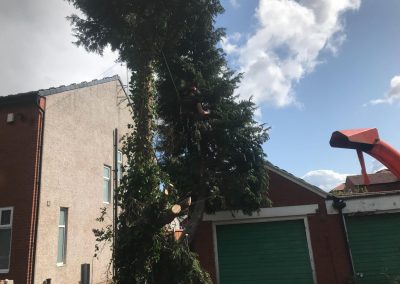 04092019 complete conifer removal chorlton manchester 6