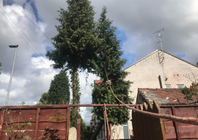 04092019 complete conifer removal chorlton manchester 7