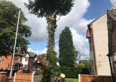 04092019 complete conifer removal chorlton manchester 8
