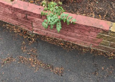 16092019 stump grinding chorlton manchester 1