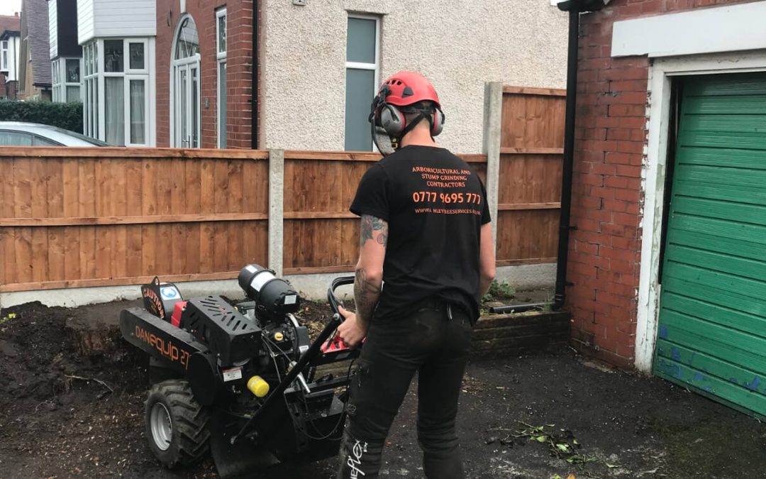 Stump grinding Chorlton, Manchester – 16.09.2019.