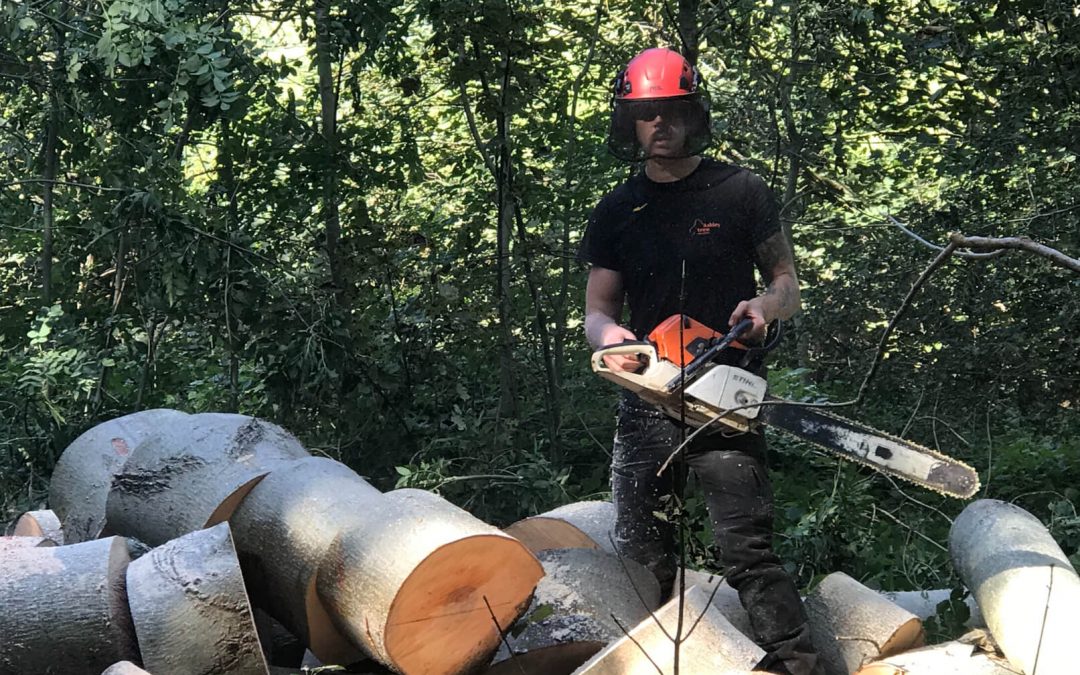 Several ash tree removal in Manchester area – 17.09.2019.