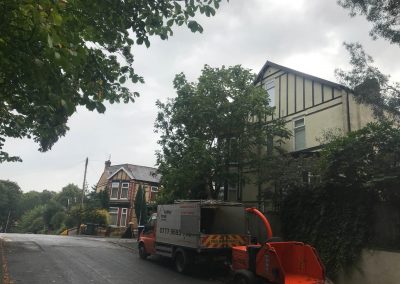 02092018 prestwich ash and eucalyptus removal 2