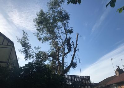 02092018 prestwich ash and eucalyptus removal 2