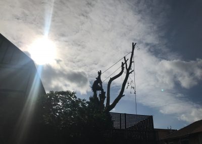 02092018 prestwich ash and eucalyptus removal 4