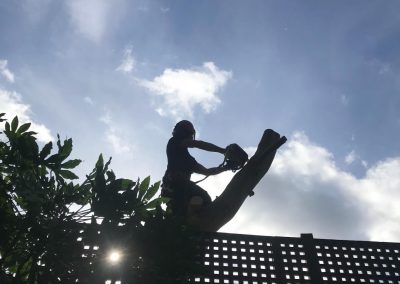 02092018 prestwich ash and eucalyptus removal 5