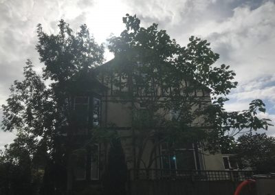 02092018 prestwich ash and eucalyptus removal 8