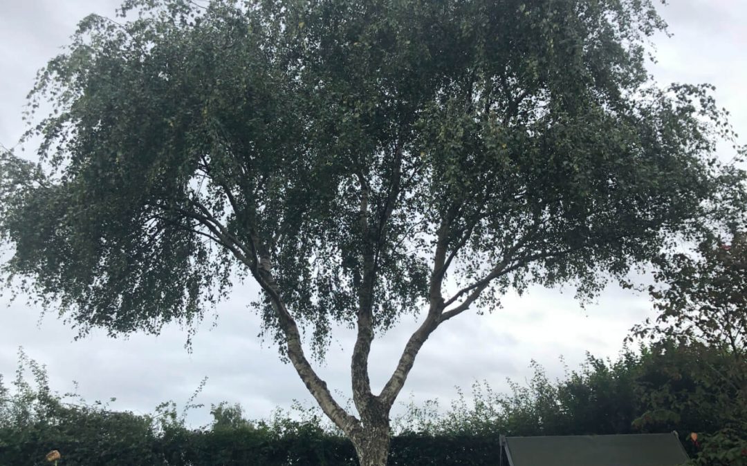 Silver birch crown lift Northwich, Cheshire – 03.09.2018.