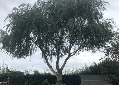 Silver birch crown lift Northwich, Cheshire – 03.09.2018.