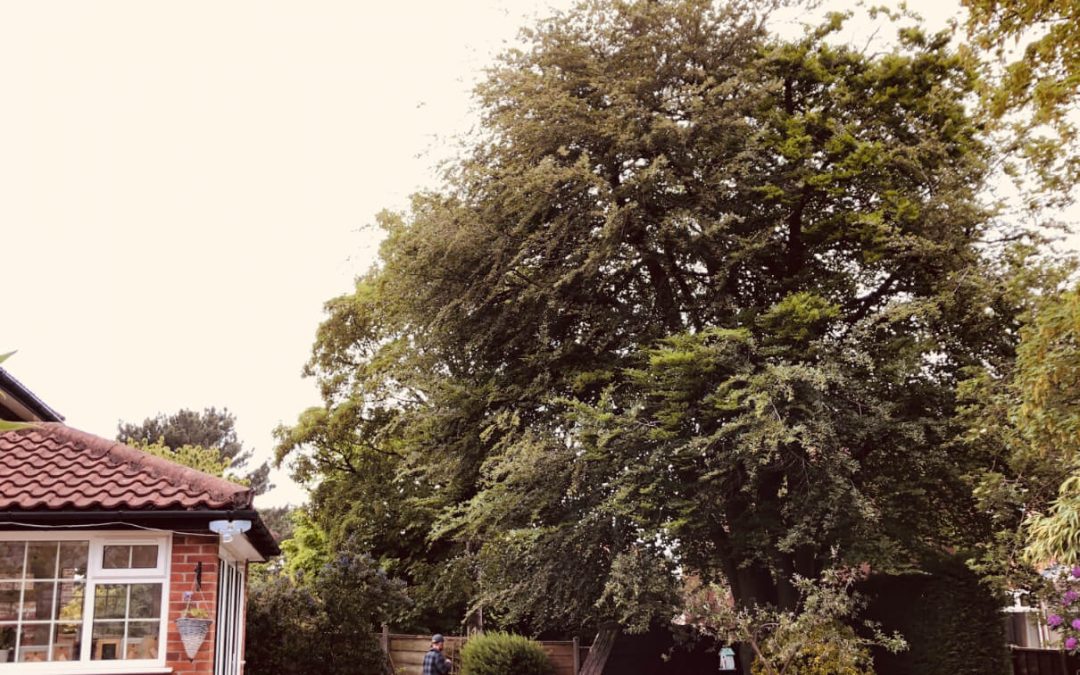 Beech tree crown reduction Sandbach, Cheshire – 22.05.2019.