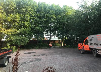 27082019 london plane trees felling trafford park hotel manchester 1