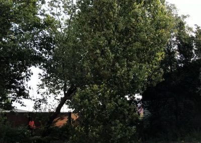 27082019 london plane trees felling trafford park hotel manchester 3