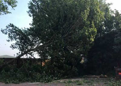 27082019 london plane trees felling trafford park hotel manchester 5