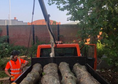 27082019 london plane trees felling trafford park hotel manchester 6