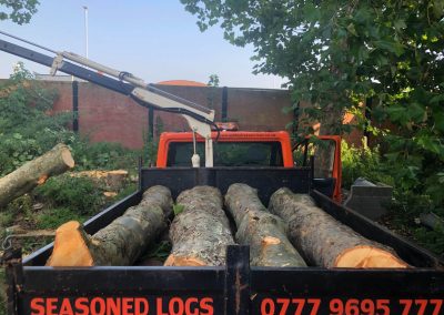 27082019 london plane trees felling trafford park hotel manchester 8