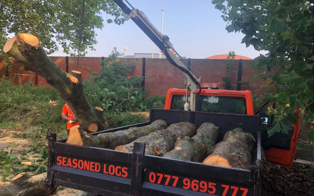 London plane tree felling Trafford park, Manchester – 27.08.2019.