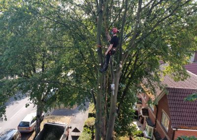 Complete tree removal and stump grinding Winnishaw 1