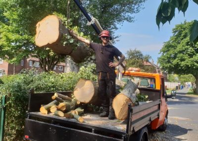 Complete tree removal and stump grinding Winnishaw 13