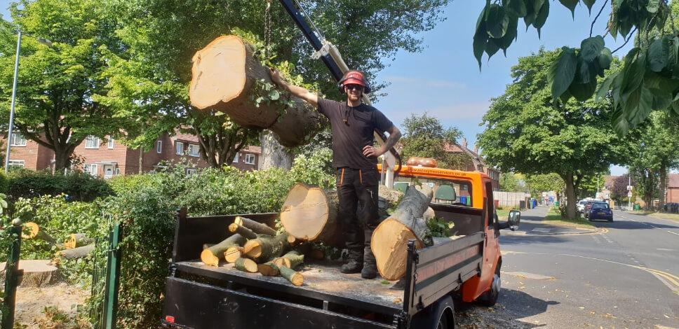 Complete tree removal and stump grinding Manchester – 25. – 27.07.2018.