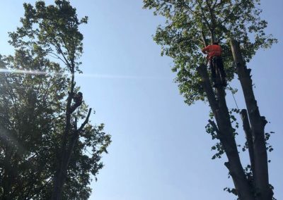 Complete tree removal and stump grinding Winnishaw 2